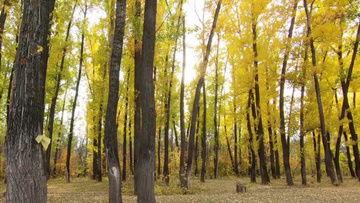 安装成人银杏视频,成人银杏视频安装指南与赏析